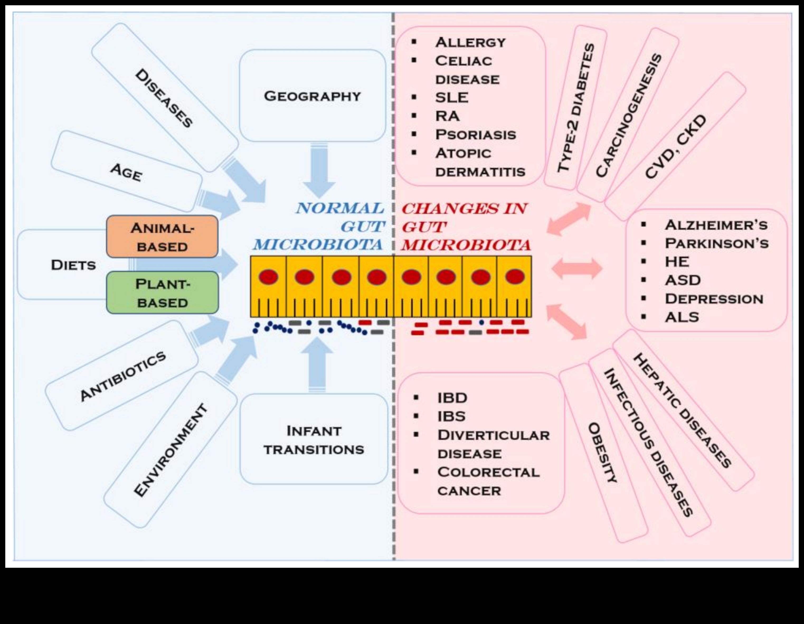 Ο βιγκανισμός και το έντερο Ποια είναι η σύνδεση 4 Βιγκανισμός και Γαστρεντερική Αρμονία: Εύρεση ισορροπίας