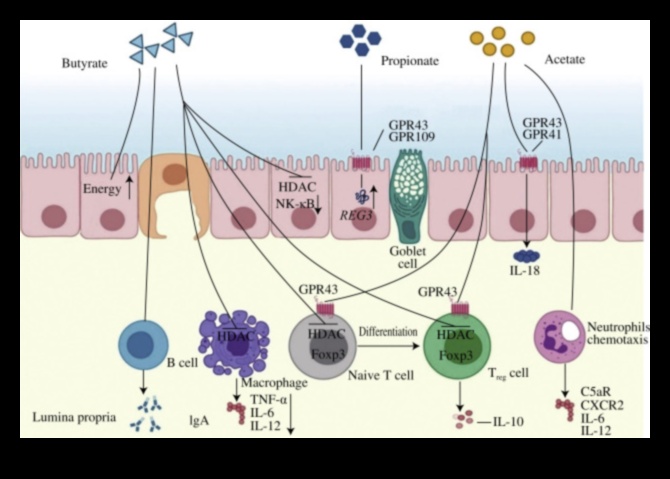 Ο βιγκανισμός και το έντερο Ποια είναι η σύνδεση 3 Βιγκανισμός και Γαστρεντερική Αρμονία: Εύρεση ισορροπίας