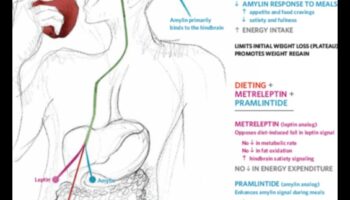 Η επίδραση της πρωτεΐνης στις ορμόνες και τη ρύθμιση της όρεξης