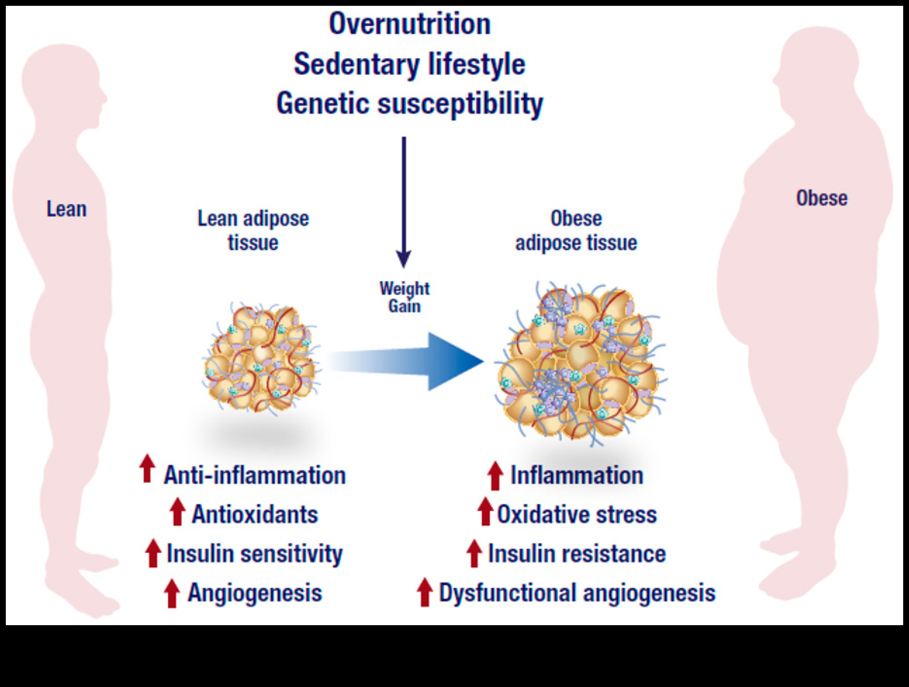 Η σύνδεση μεταξύ της φλεγμονής και της δίαιτας απώλειας βάρους